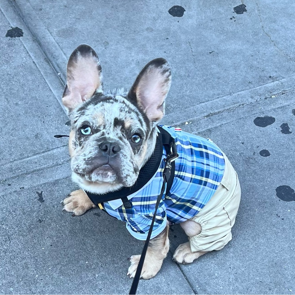 🐶👔  Plaid Royal Dog Jumpsuit 👔🐶